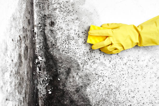 Best Asbestos and Lead Testing During Mold Inspection  in Spring Hill, FL