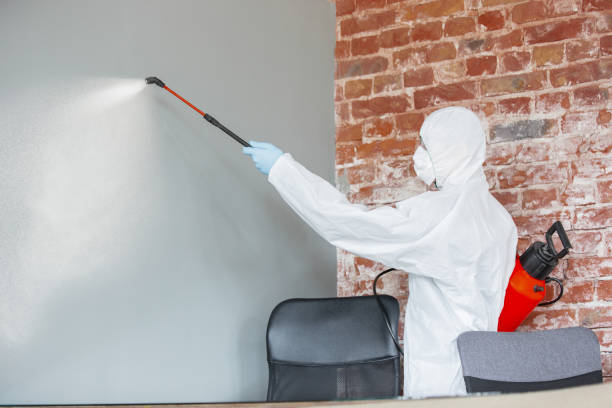 Best Attic Mold Removal  in Spring Hill, FL