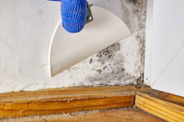 Best Real Estate Mold Inspection  in Spring Hill, FL