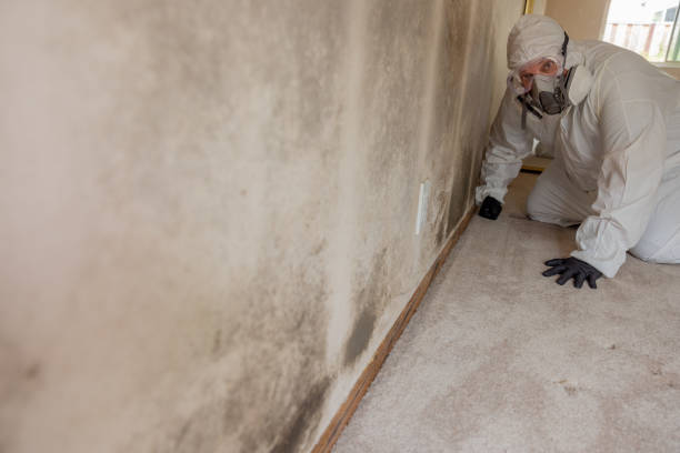 Best Mold-Related Health Consultation  in Spring Hill, FL